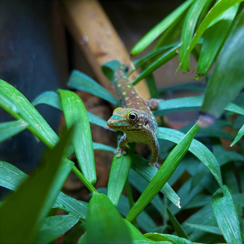 Mauritius Lowland Forest Day Gecko GLPhG22 GlobalGeckos.co.uk
